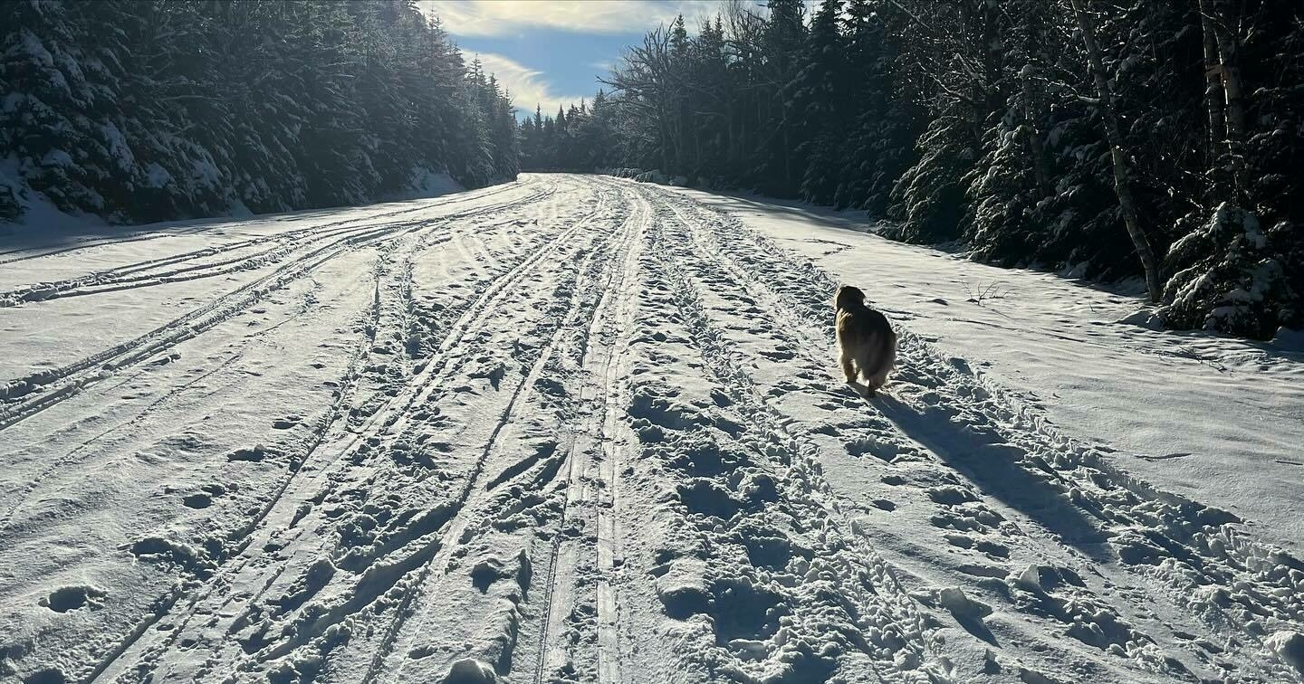 A dog stands midway on a snowy trail flanked by dense evergreen trees, with clear blue skies above and sunlight streaming through.