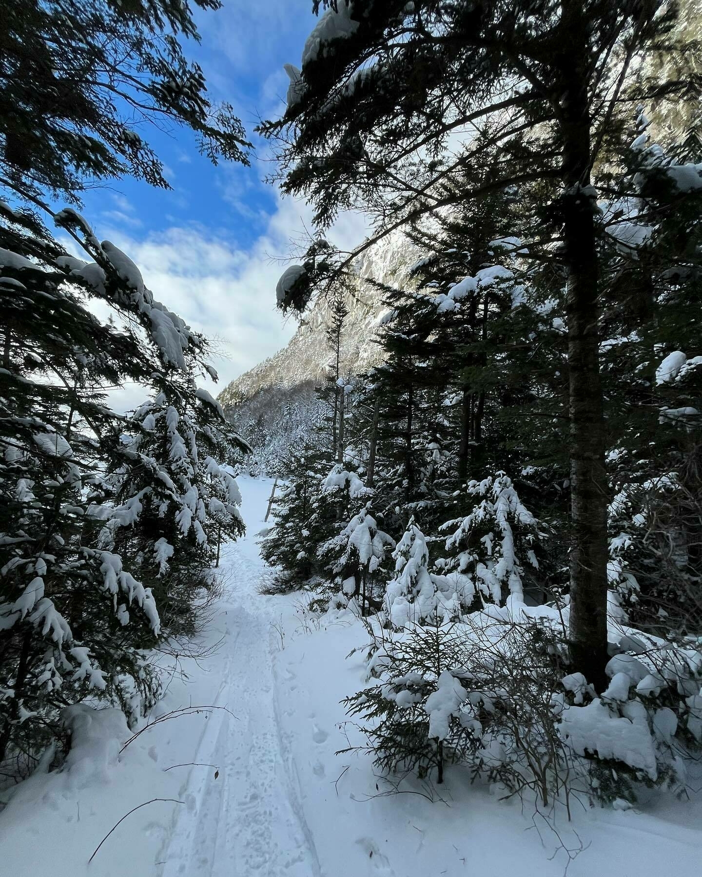 Snow-covered trail winding through evergreen trees with snow-laden boughs, leading towards a mountain under a blue sky.