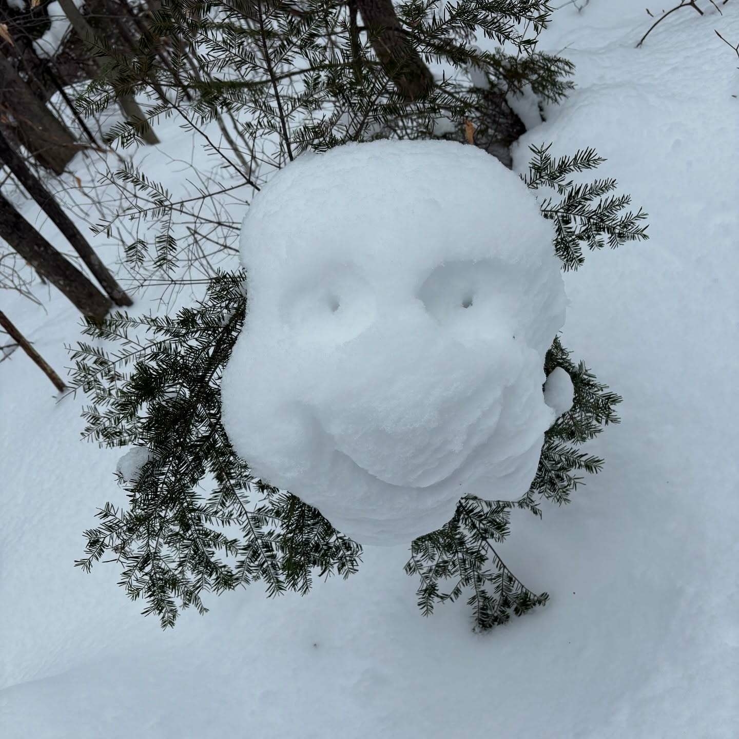 A snow sculpture resembling a face with eyes and a smile rests on evergreen branches in a snowy forest setting.
