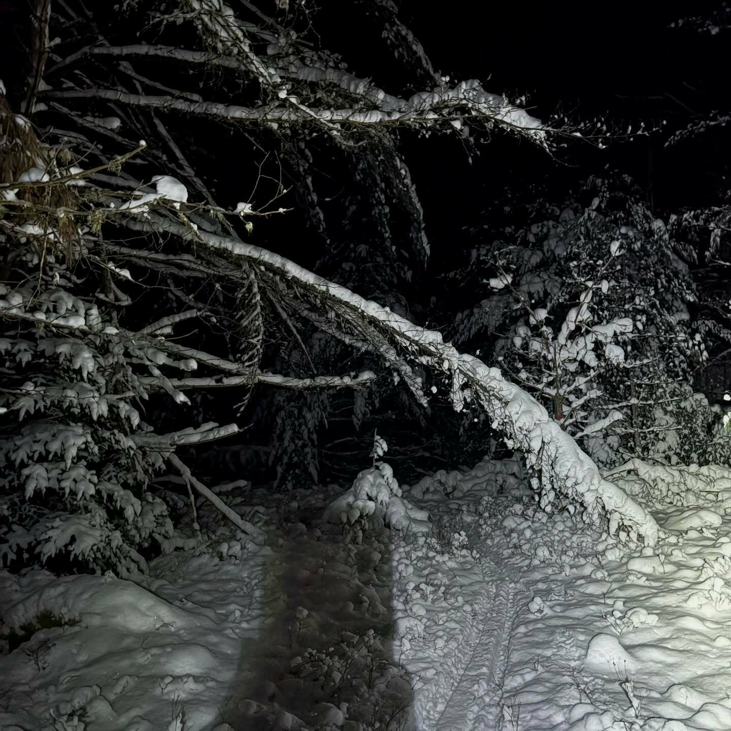 A tree weighed down by snow bends over a snowy path in a dark forest illuminated by a nearby light source.