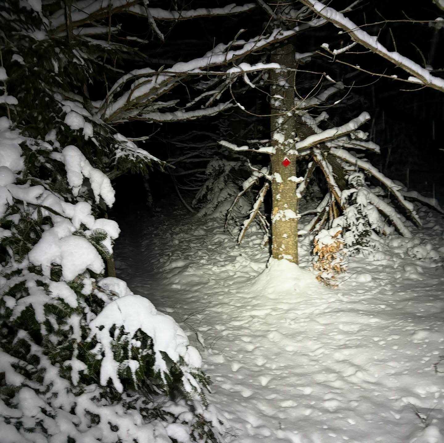 A snow-covered tree stands with a small red marker in a dark forest at night surrounded by snow-laden branches and ground.