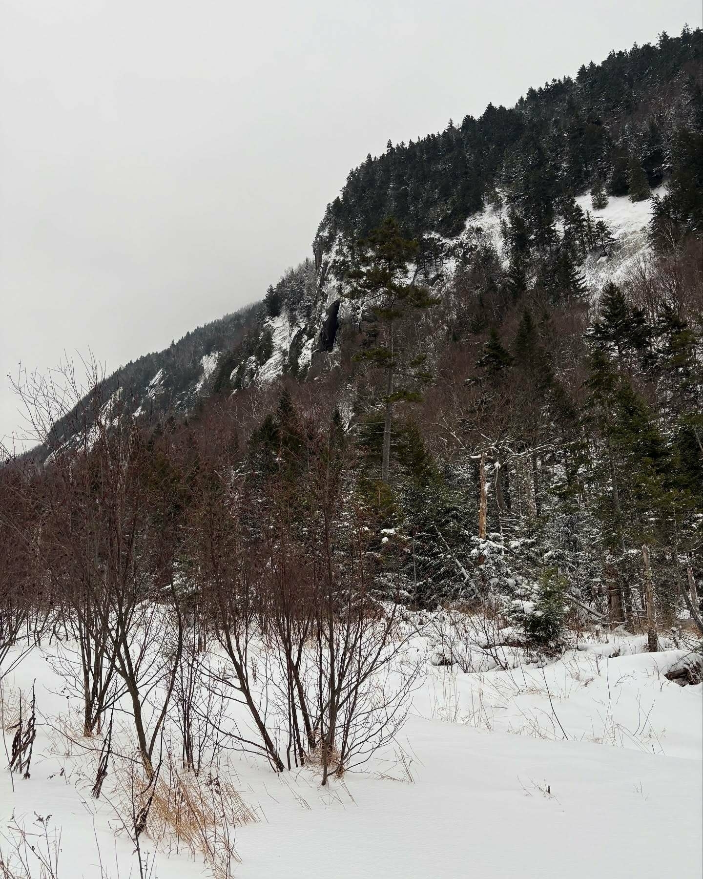 Snow-covered shrubs stand silently in a wintry forest beneath a sloping, tree-lined mountainside blanketed in snow with a cloudy sky overhead.