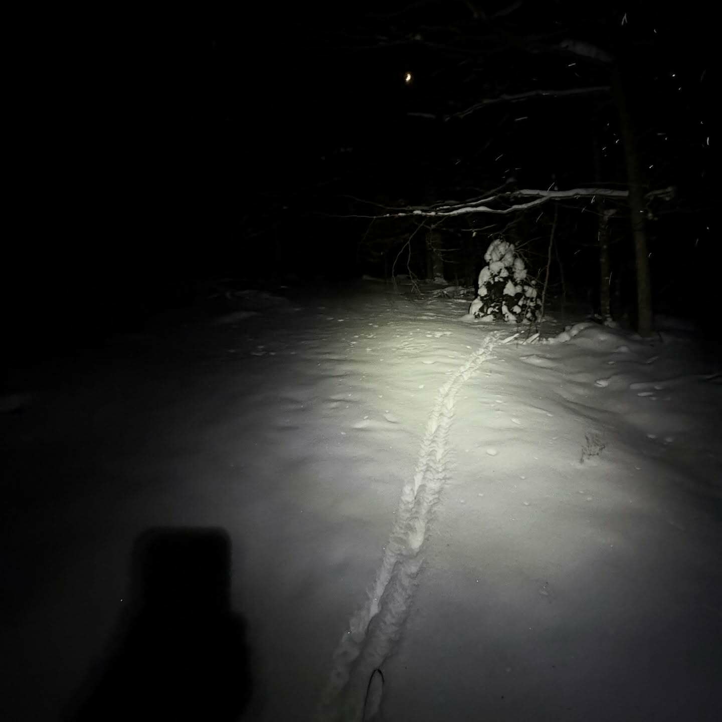 Snow trail illuminated by a faint light cuts through a dark forest at night, with moonlight barely visible above snow-covered trees.