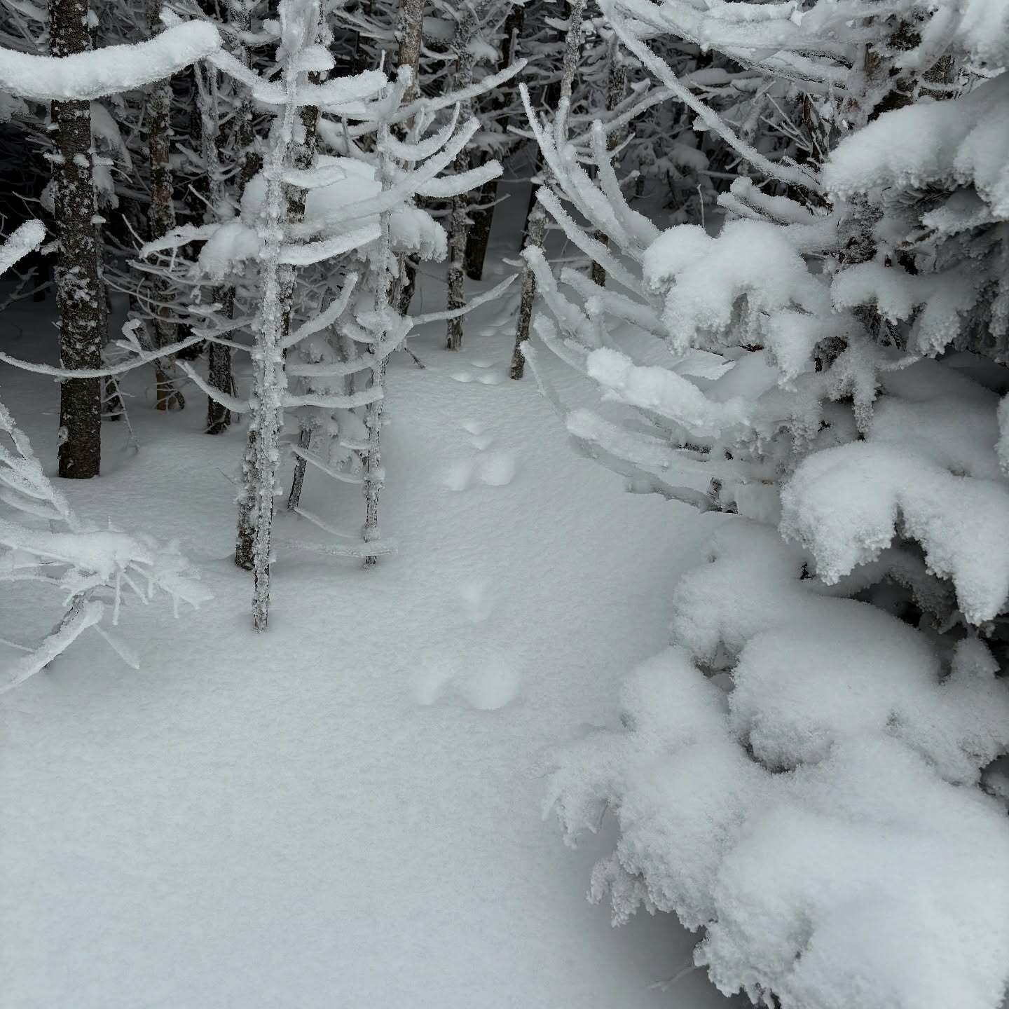 Animal tracks cross a snow-covered forest floor surrounded by snow-laden trees.
