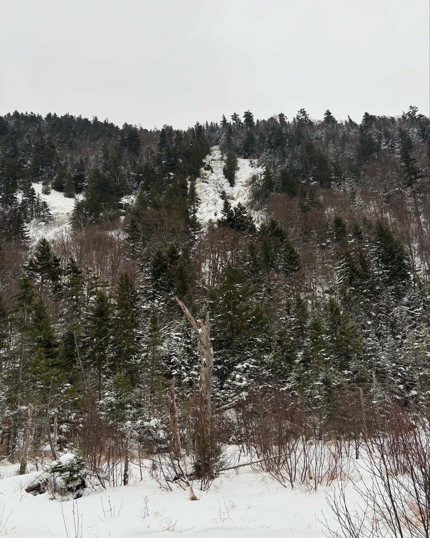 Snow-covered evergreen trees stand on a hillside creating a dense forest in a wintry landscape under an overcast sky.