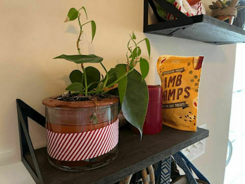 A self-watering plant pot on a shelf.