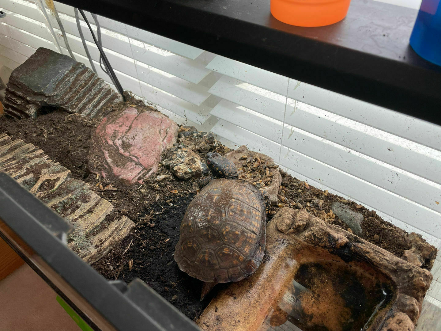 Our turtle looking out the window.