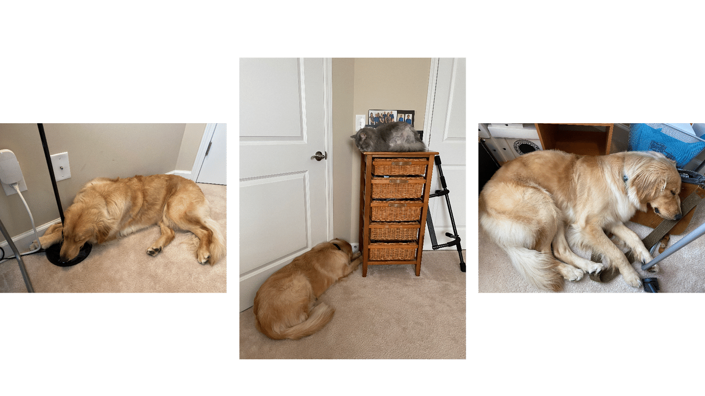 Our cat and dog hanging out in the office.